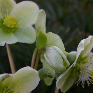 Helleborus x nigercors "Snow Love" -R-