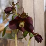 Helleborus x hybridus (orient.-Hybr.) "Dark"