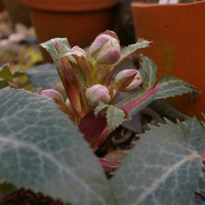 Helleborus x sternii "Tom"