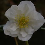 Helleborus niger "Double Fashion"