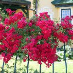 Rosa 'Crimson Siluetta' ®