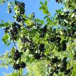 Aronia melanocarpa 'Nero'