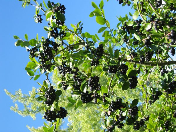 Aronia melanocarpa 'Nero'