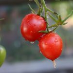 Tomate 'A Grappoli d'Inverno'