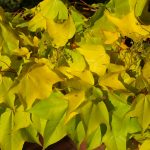 Acer cappadocicum 'Aureum'