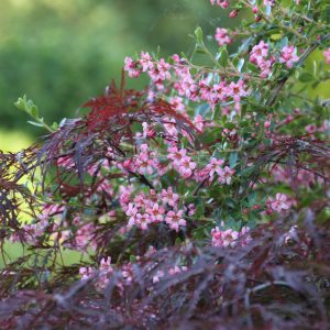 Escallonia 'Donard Seedling'