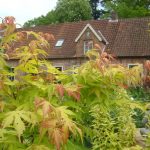Acer palmatum 'Katsura'
