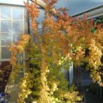 Acer palmatum 'Sango kaku' (syn.'Senkaki')