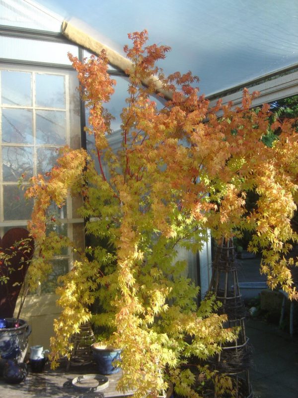 Acer palmatum 'Sango kaku' (syn.'Senkaki')
