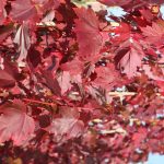 Acer rubrum 'Brandywine'