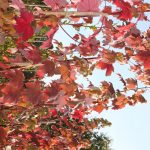 Acer rubrum 'October Glory'