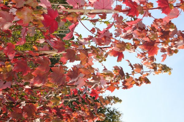Acer rubrum 'October Glory'