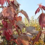 Acer rubrum 'Summer Red' -R-