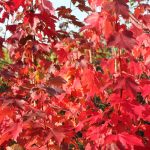 Acer rubrum 'Sun Valley'