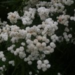 Achillea ptarmica 'The Pearl' (Die Perle)