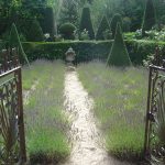 Lavandula angustifolia 'Munstead'