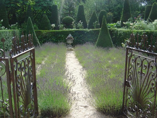 Lavandula angustifolia 'Munstead'
