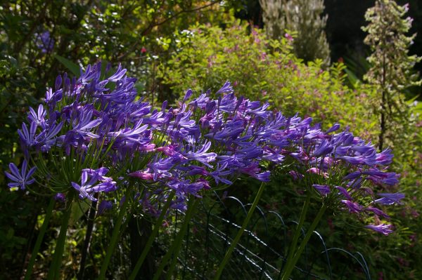 Agapanthus africanus 'Charlotte' ®