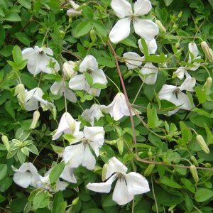 Clematis viticella 'Alba Luxurians'
