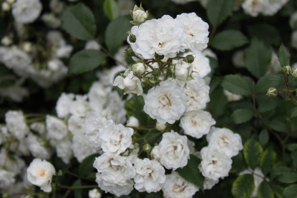 Rosa 'Alba Meidiland' ®