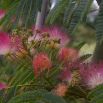 Albizia julibrissin OMBRELLA ® ('Boubri' (S))