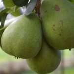 Birne 'Alexander Lucas'