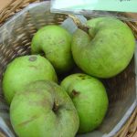 Apfel 'Altländer Pfannkuchenapfel'