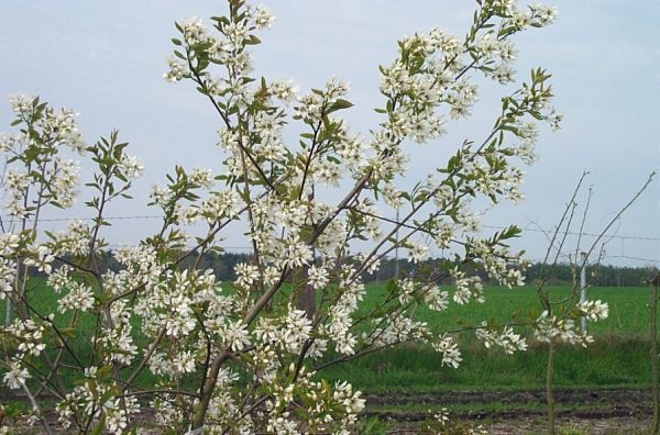 Amelanchier laevis 'Ballerina'