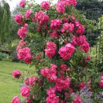 Rosa 'American Pillar' (wichuraiana)
