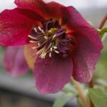 Helleborus x hybridus "Anemonenblütrig Rot"