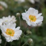 Anemone japonica 'Whirlwind'