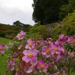 Anemone hupehensis 'Septembercharme'