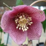 Helleborus x hybridus "Anemonenblütrig rosa"