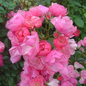 Rosa Angela ®