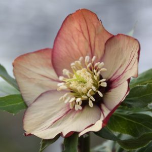 Helleborus x hybridus (orient.-Hybr.) "Apricot"