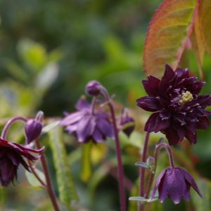 Semiaquilegia x cultorum 'Plena Black Barlow'