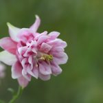 Semiaquilegia x cultorum 'Plena Nora Barlow'