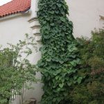 Aristolochia macrophylla
