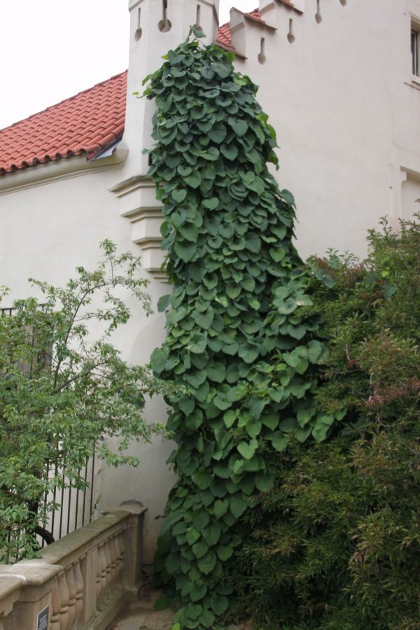 Aristolochia macrophylla