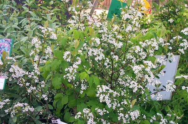 Aronia prunifolia