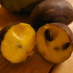 Asimina triloba 'Sunflower'