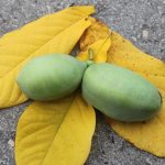 Asimina triloba 'Prima 1216' ®