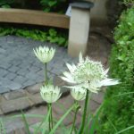 Astrantia major 'Snow Star' ®