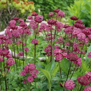 Astrantia major 'Roma' ®
