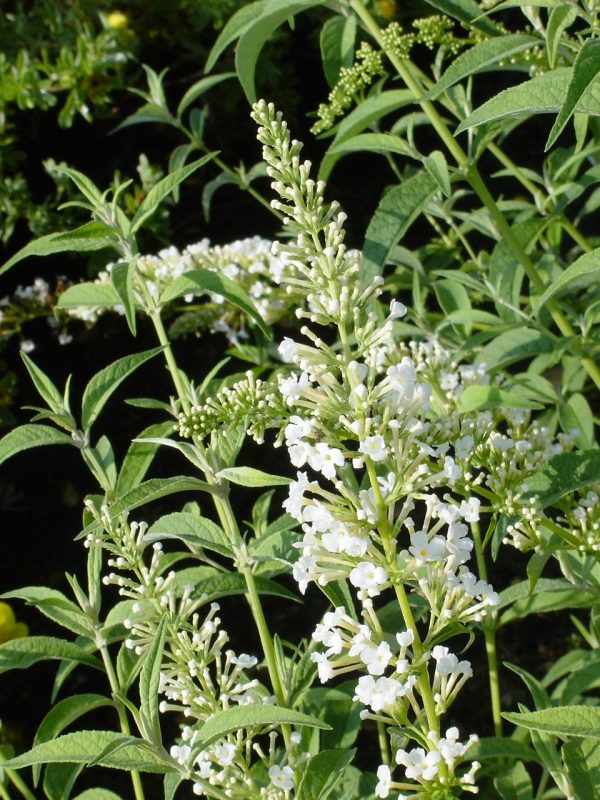 Buddleja davidii NANHO WHITE 'Monite'