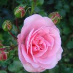 Rosa 'Bad Birnbach' ®