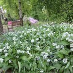 Allium ursinum