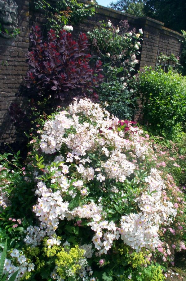 Rosa 'Ballerina'
