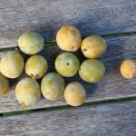 Mirabelle 'Bellamira' ®