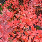Berberis thunbergii "Green Carpet"